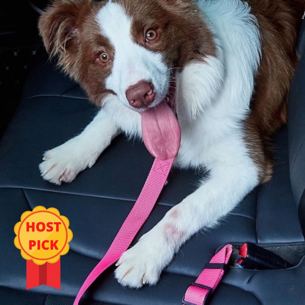 Hot Pink Pet Car Leash